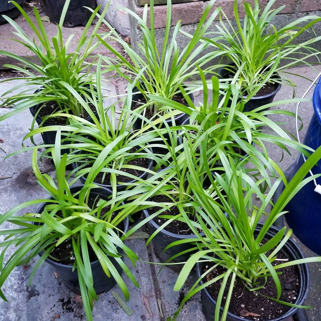 Agapanthus (Variegated Agapanthus Seedlings)