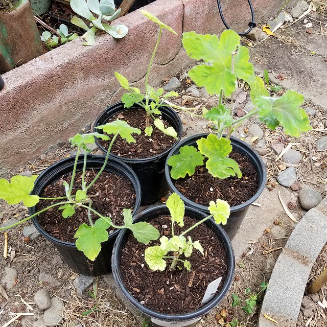 Peppermint Scented Geranium