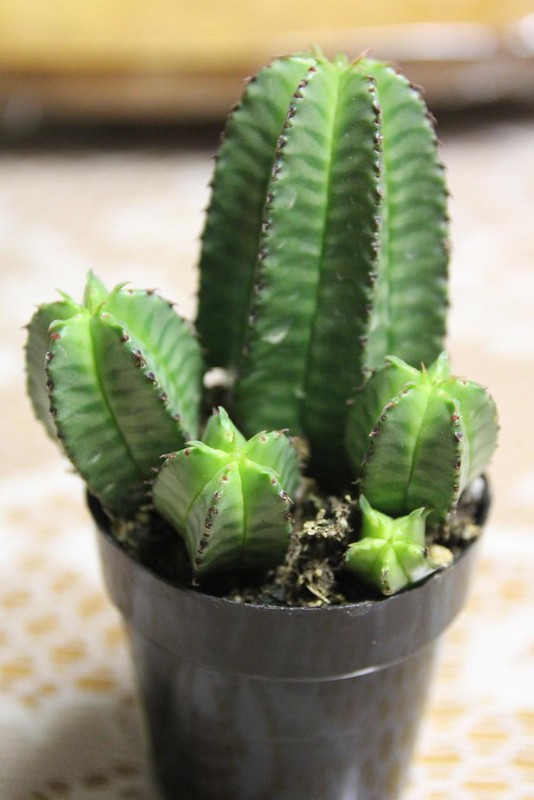 Euphorbia anoplia (Zipper Plant)