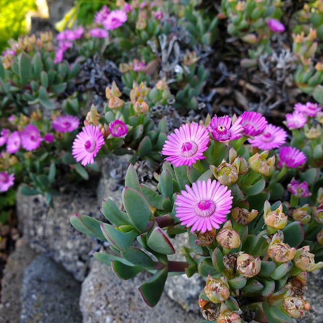 Unknown Pink Ice Plant