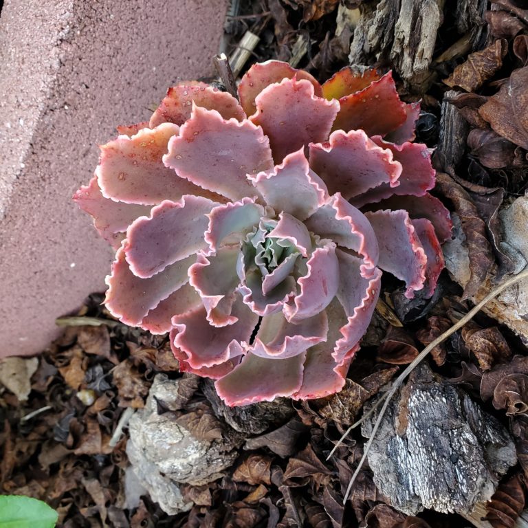 Coolapeño Peppers Joey’s Plants