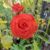 Rose (#4 Red Flower)