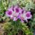 Alstroemeria (Dwarf Purple)