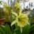 Peruvian Daffodil (Hymenocallis narcissiflora)