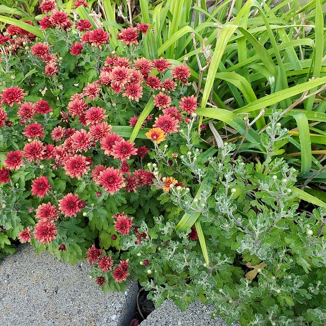 Chrysanthemum (Front Yard, Low growing, Red and Orange ...