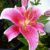 Lilium orientalis ‘Stargazer’ (Stargazer Lily)