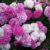 Rose #3 (Pink Multiflowering)