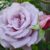 Rose #8 (Light Purple Flowers)