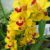 Cymbidium Orchid #1 (Yellow Flower, Red Lip)