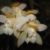 Cymbidium Orchid #2 (All White)