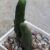 Echinopsis lageniformis f. monstrose (Penis Cactus)