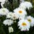 Leucanthemum × superbum ‘Aglaya’ (Aglaya Shasta Daisy)