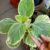 Plectranthus barbatus ‘Variegata’