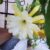 Epiphyllum Cactus (Yellow/White flowers from AnnaK)